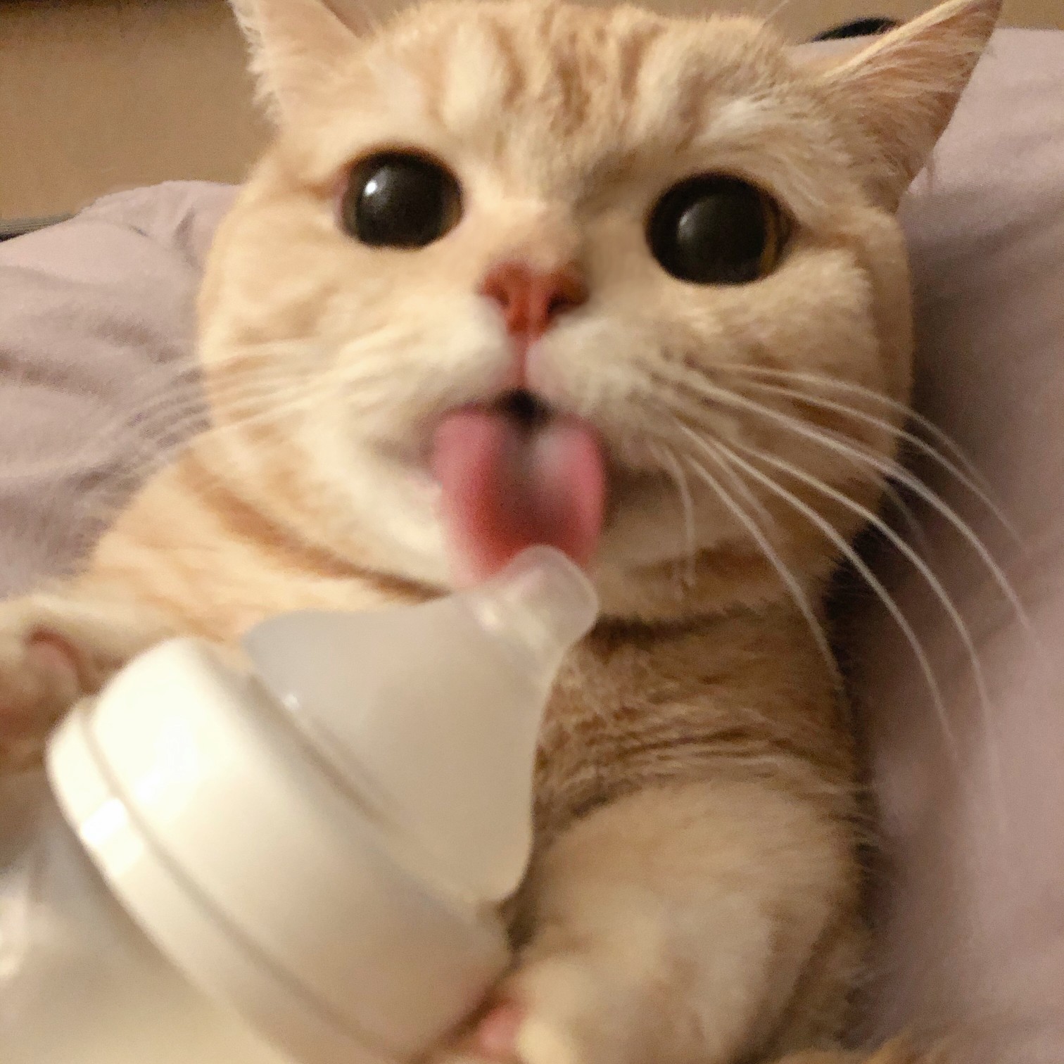猫咪抱奶瓶头像图片