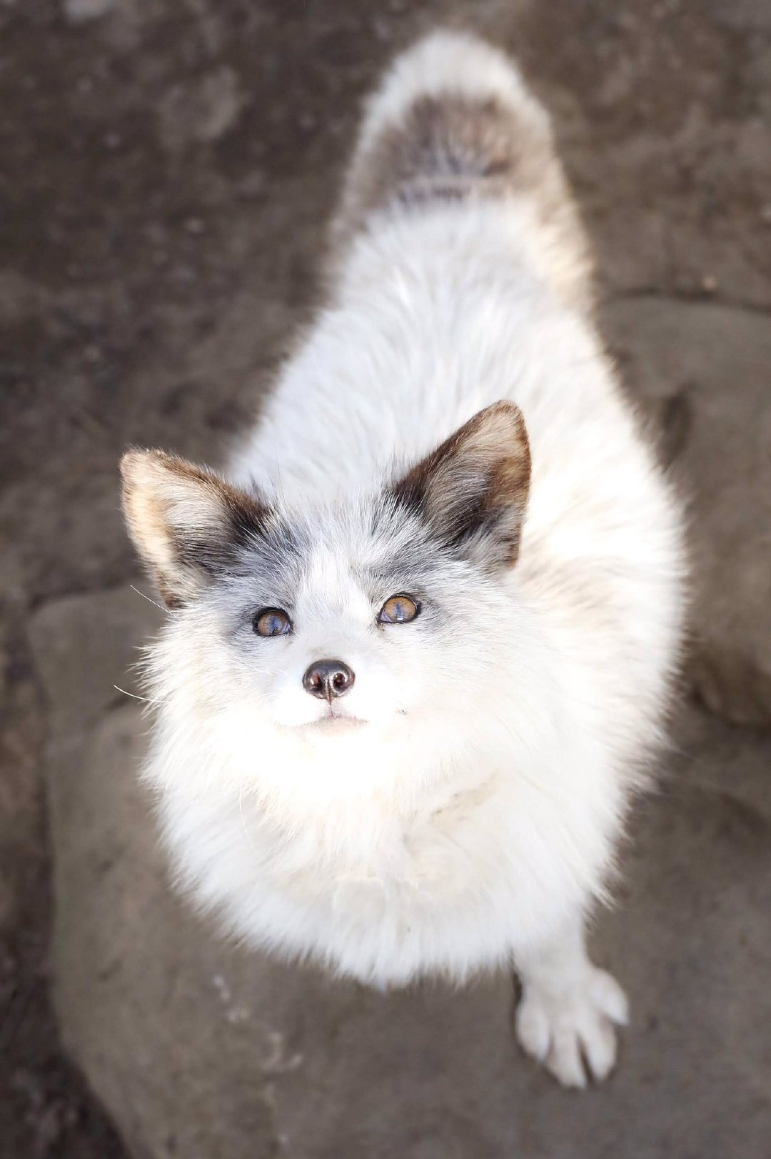 白色狐狸照片图片