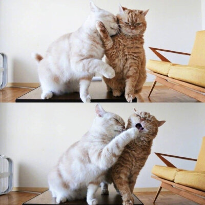 相爱相杀的橘猫