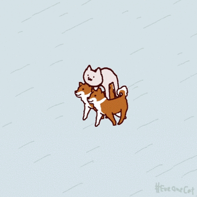 喵咪沙雕动图,蠢萌到根本停不下来(twitter:motions_cat )