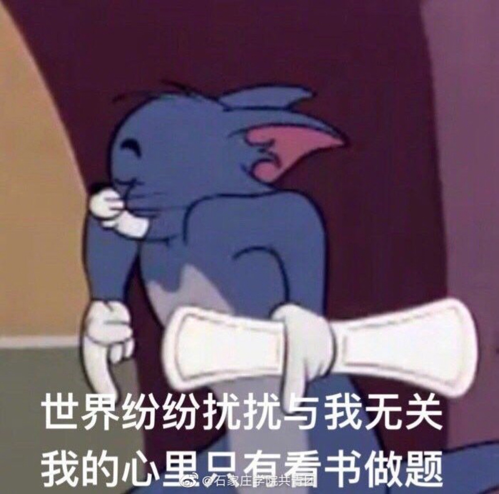 猫和老鼠看书头像图片