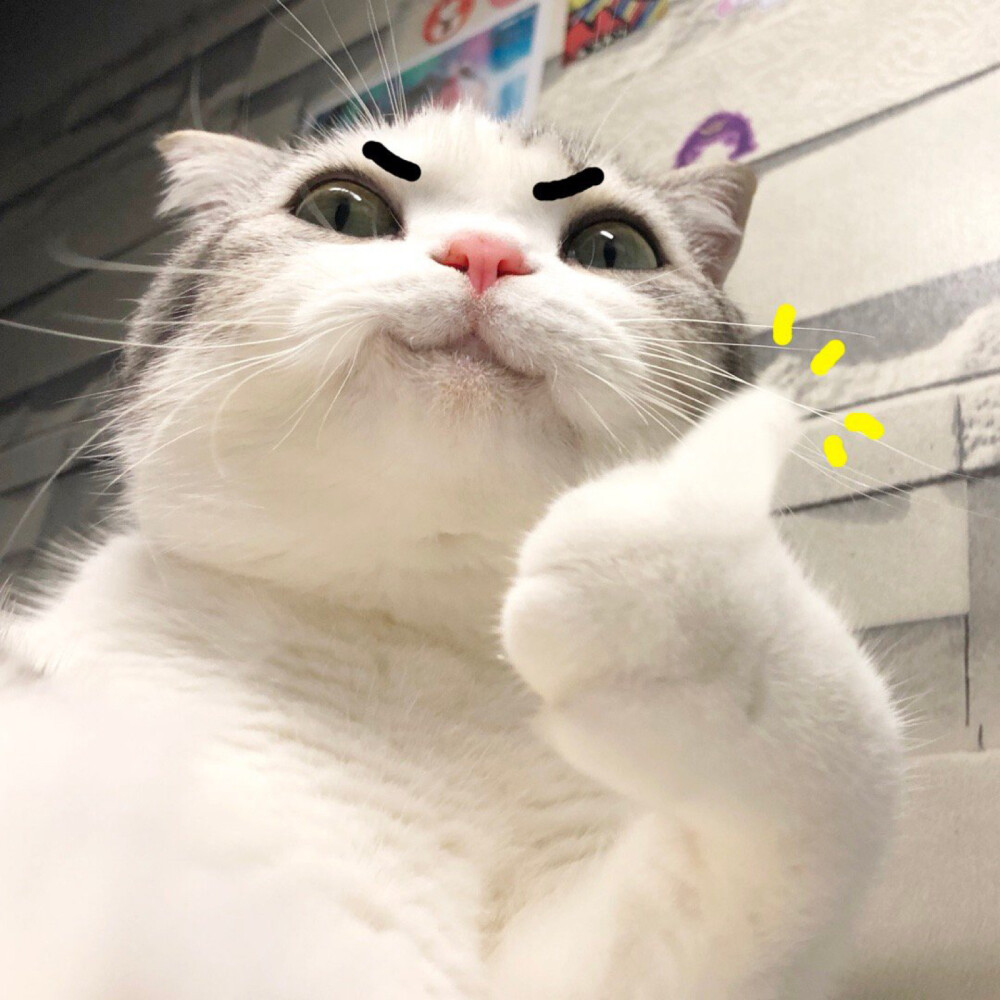 微信泡芙猫表情包图片