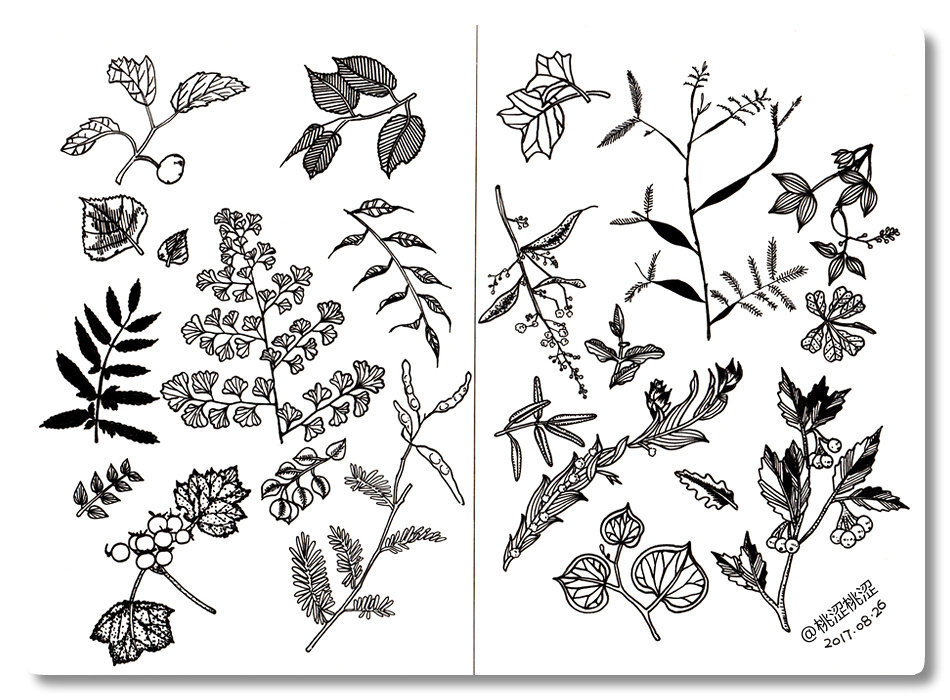 线描植物