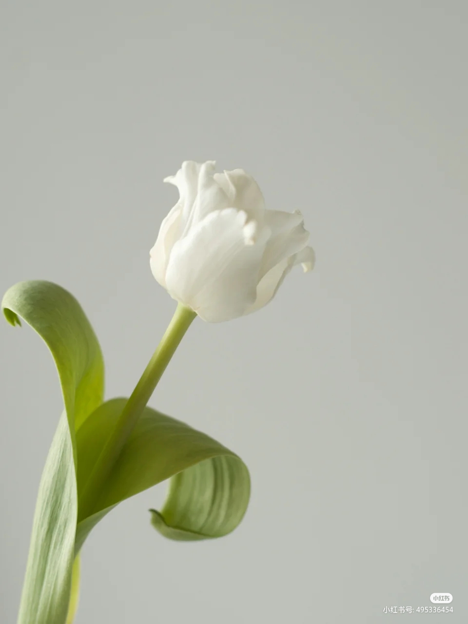 郁金香.紫述香.tulip.