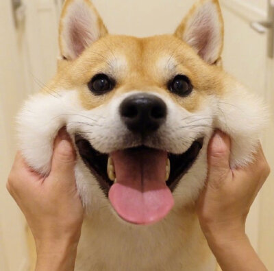 柴犬治愈系笑容头像图片