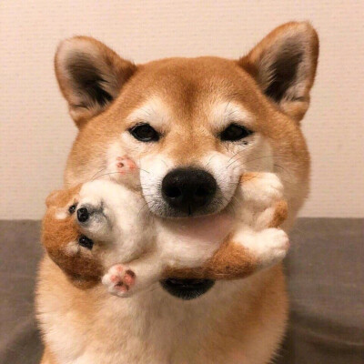 萌宠情头