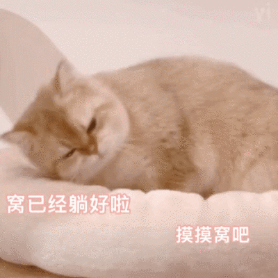 喵喵喵