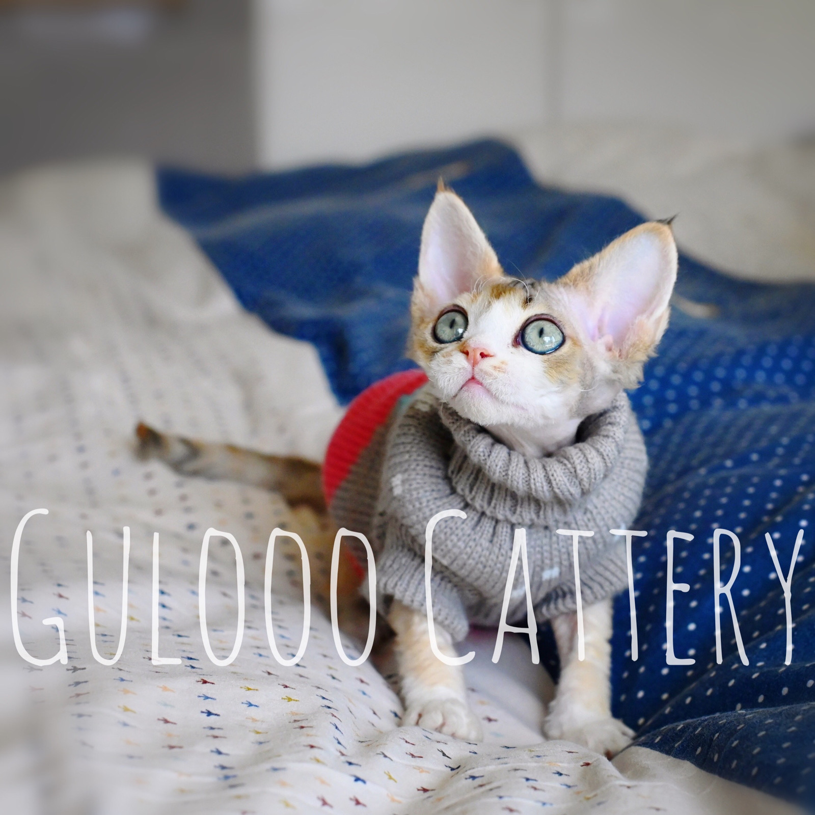 经常有家长咨询说想等个特别的颜色,最好是和田园猫不一样的,我都不知