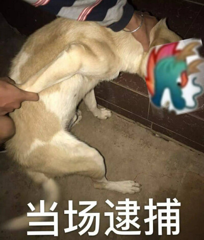 龙王表情包