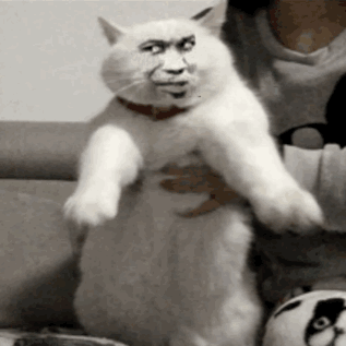 表情包阿猫阿狗