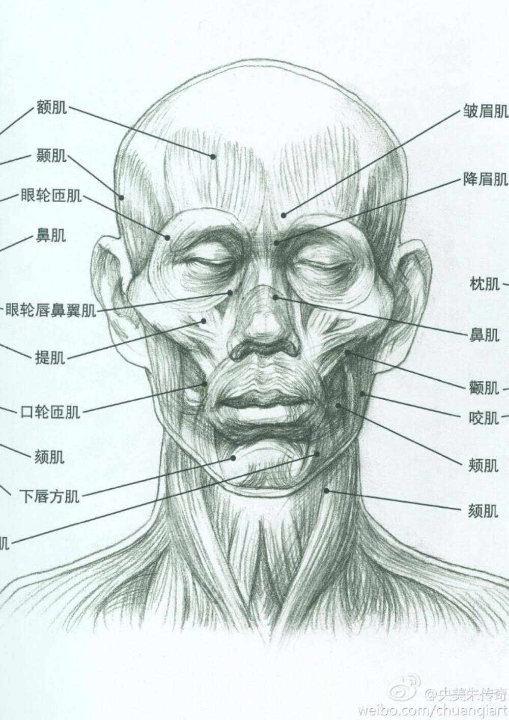 脸部肌肉侧面图图片