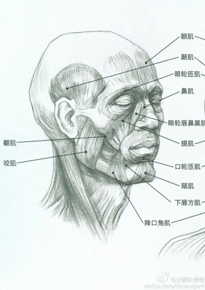 头部肌肉结构图高清图片