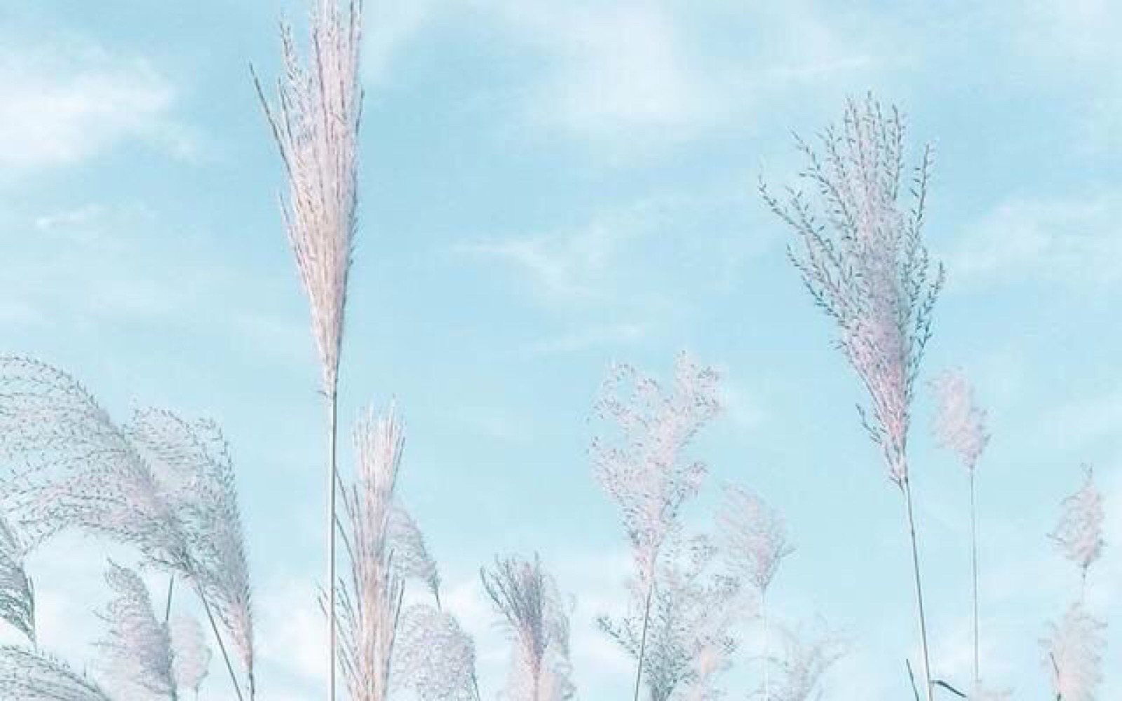 蒹葭苍苍,白露为霜.所谓伊人,在水一方. - 堆糖,美图壁纸兴趣社区