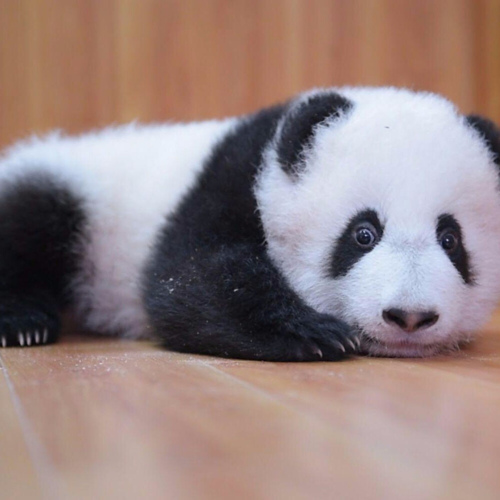 可可爱爱大熊猫