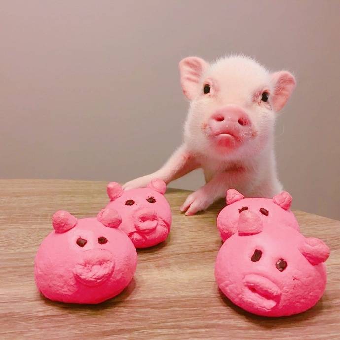沙雕可爱头像 猪猪图片