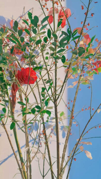 壁纸#聊天背景图片#温柔清新#干净文艺#适合女生#生活可爱