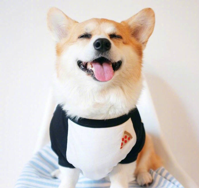 狗子