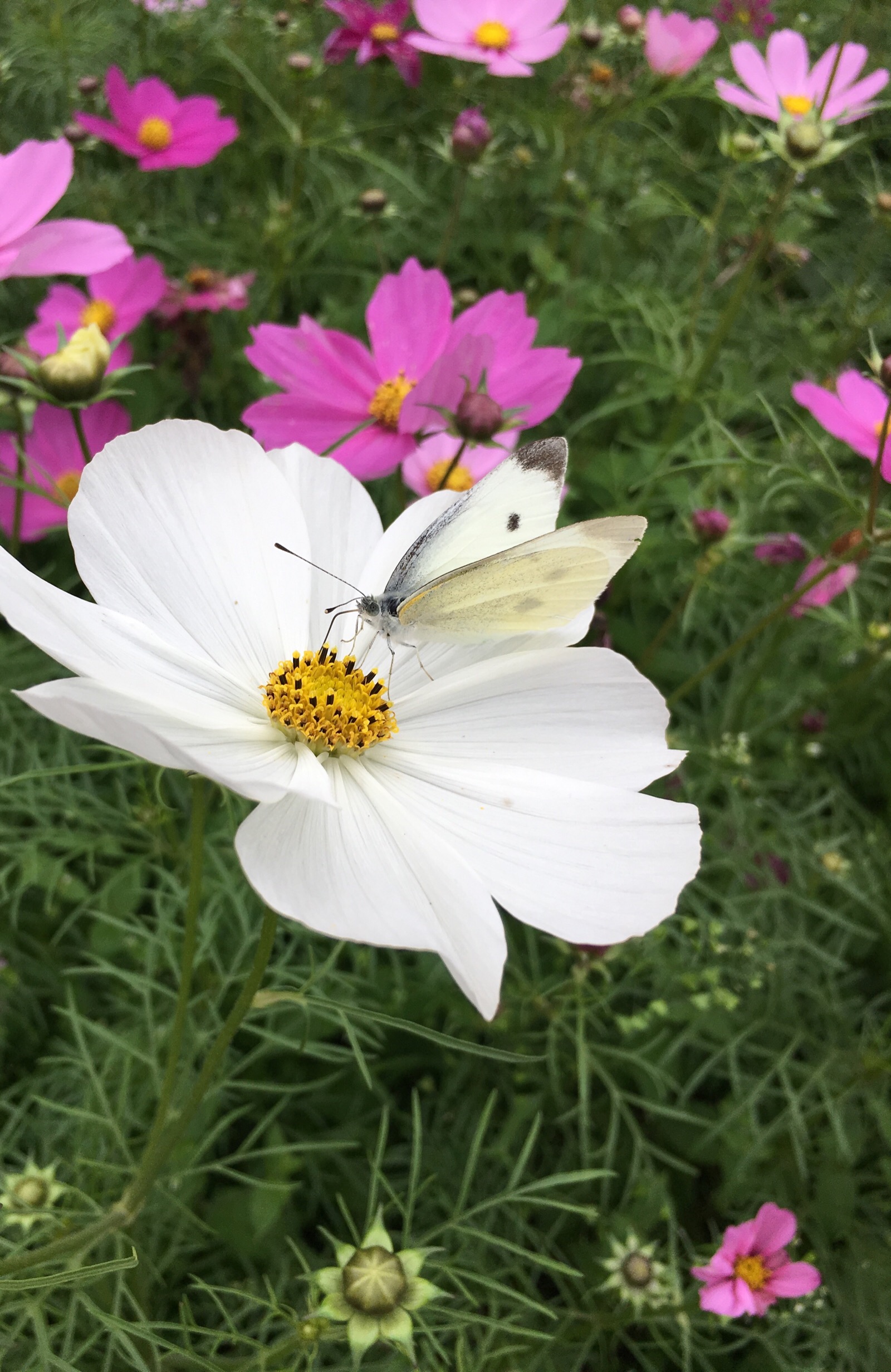 矮生波斯菊的花语图片