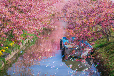三重松阪市笠松河津樱ロード的樱花美景(拍摄:ふがまるちゃん)