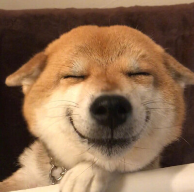 秋田犬表情包头像图片