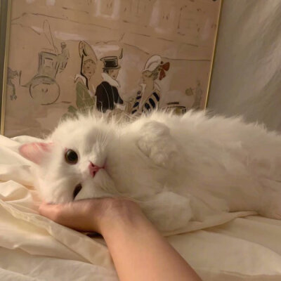 可爱动物动画头像