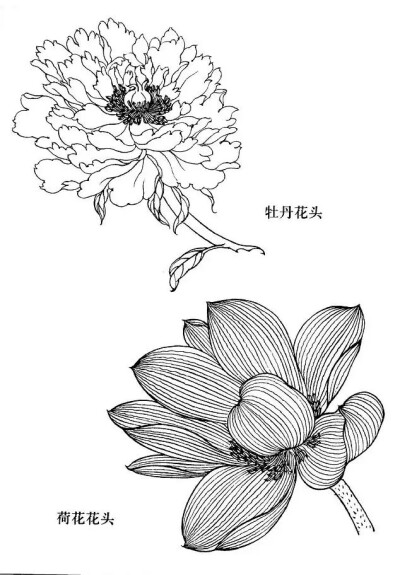 白描花卉简单图片