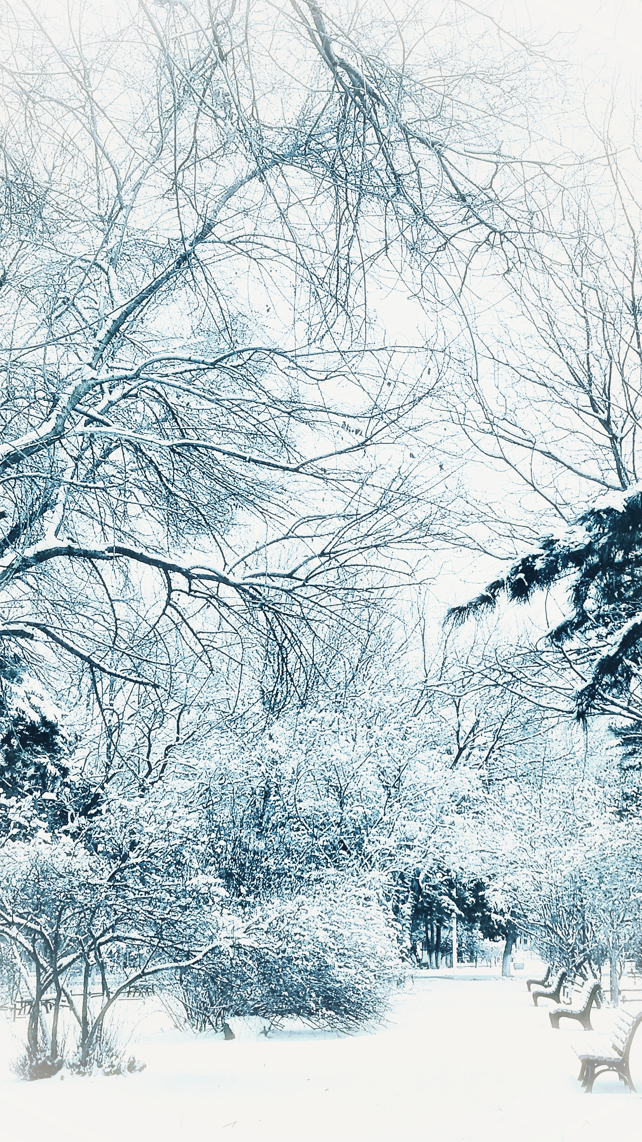 春雪背景图竖图图片