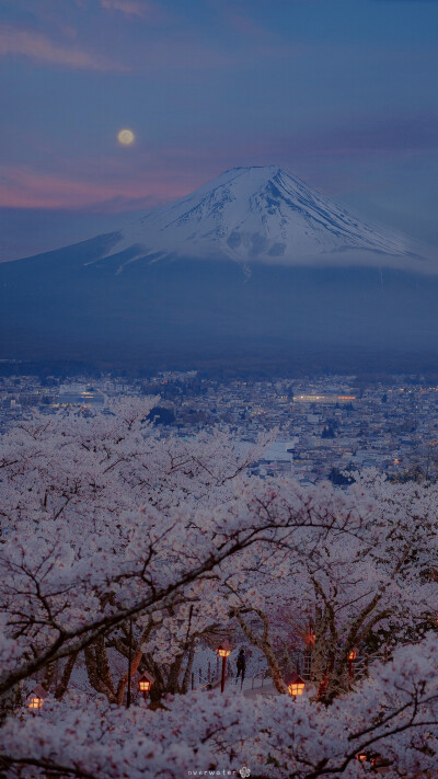 富士山樱花 手机壁纸图片