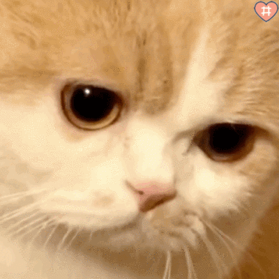 大圆子猫表情包动图图片