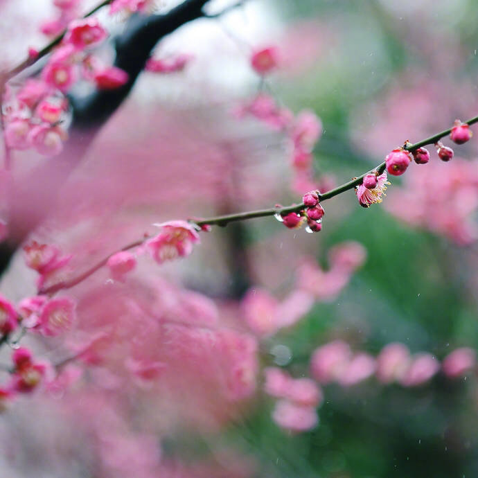 春风细雨花痕香