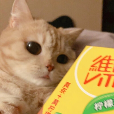 猫咪头像高清