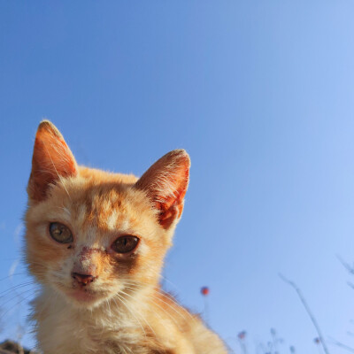 猫咪蓝天