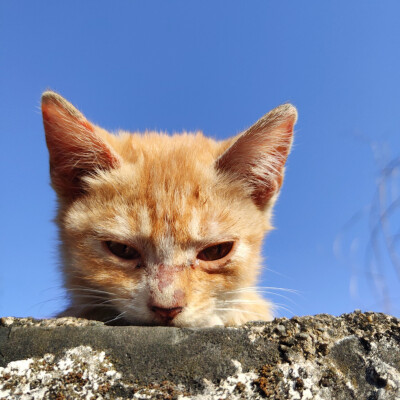 猫咪头像蓝天背景图片