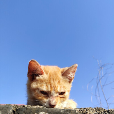 猫咪头像蓝天背景图片