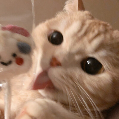 微博橘猫沙梨sally