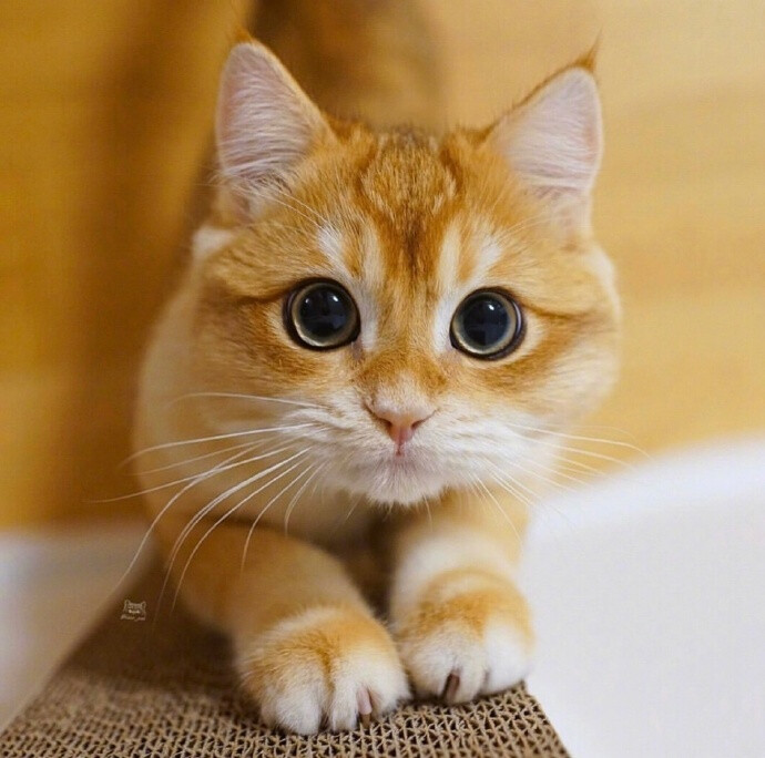 橘色猫头像图片