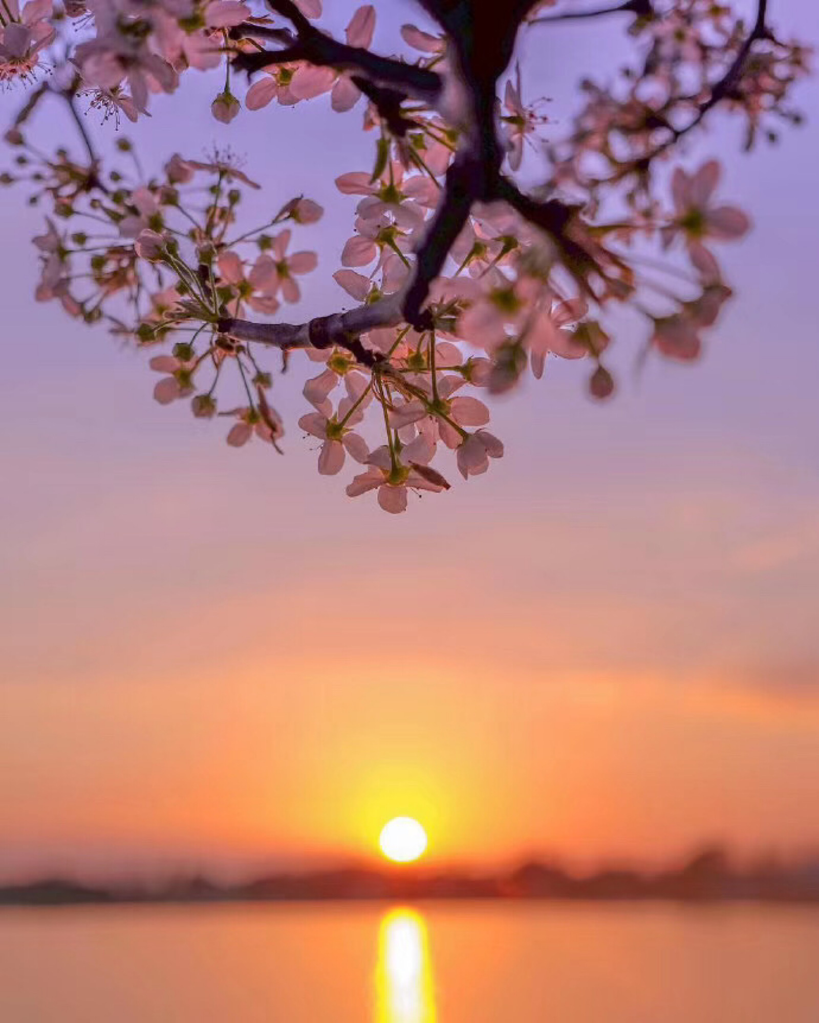 日落与花