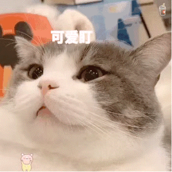 猫表情包抱抱