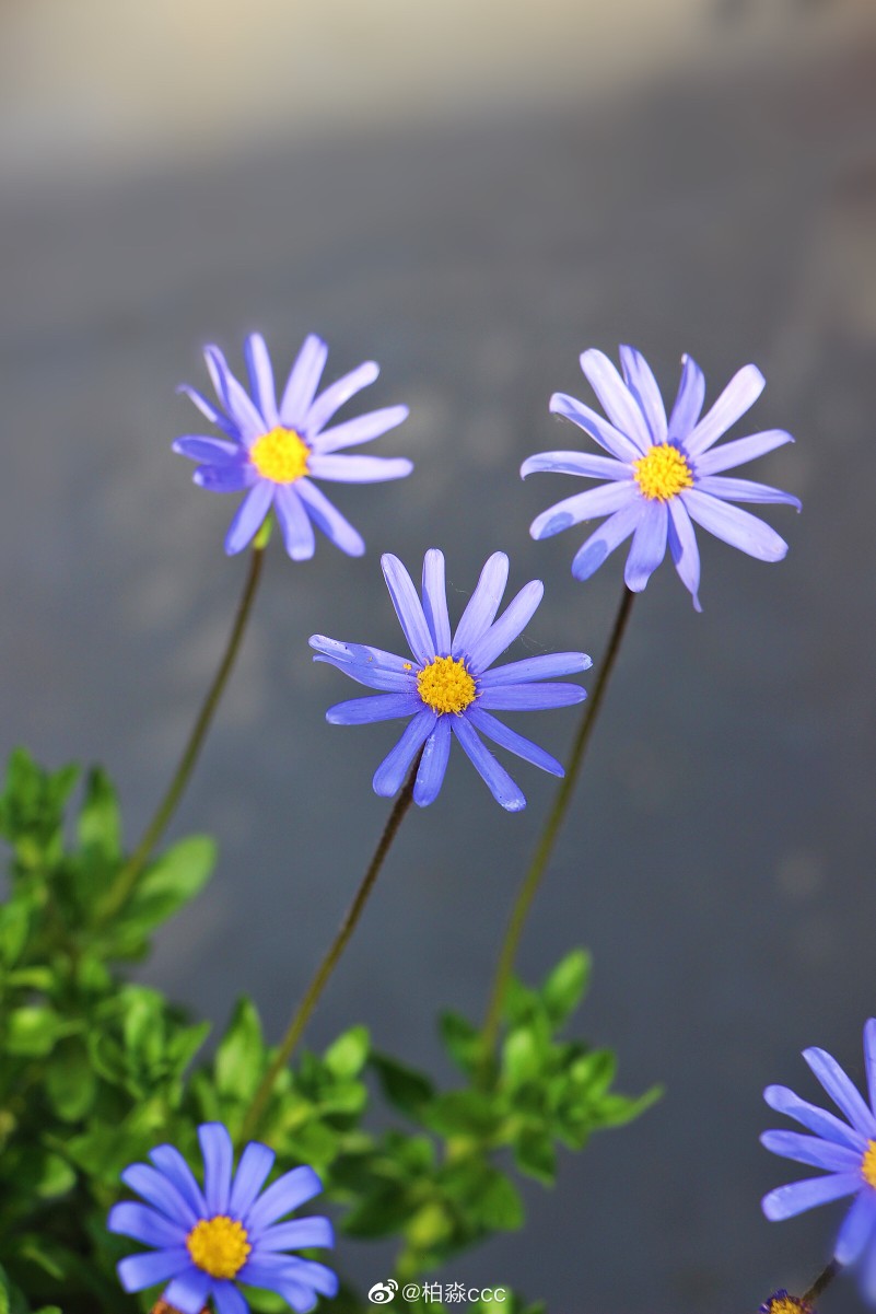 费利菊花语图片