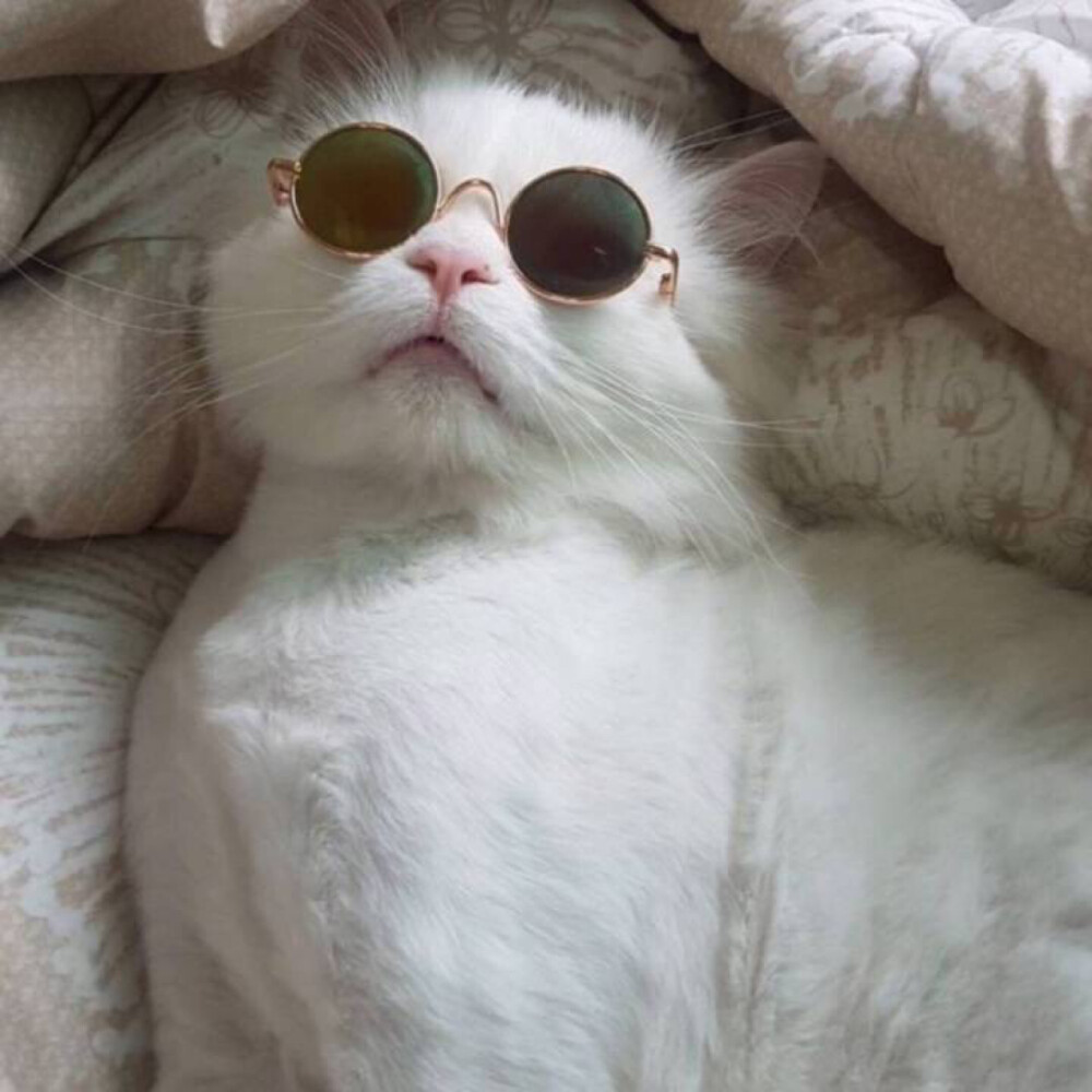 恬静时光#猫咪##头像##可爱