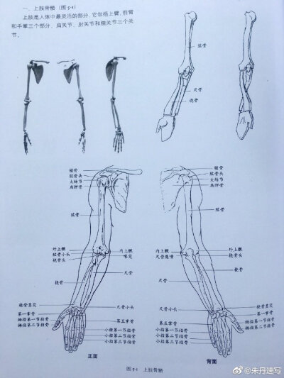 分享给有需要的小伙伴们 人物绘画素描速写必学 人体结构 上肢 胳膊