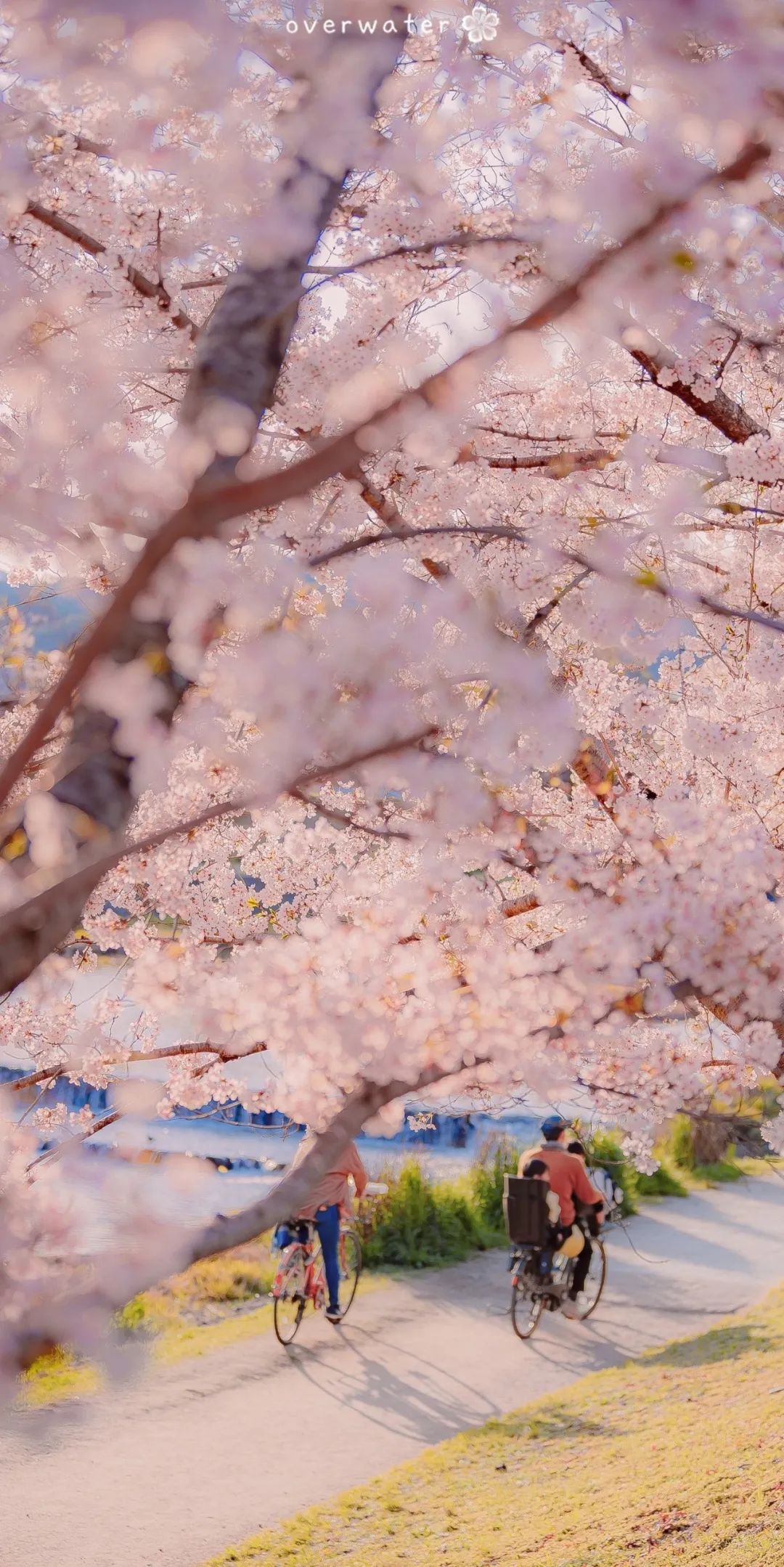 日本樱花手机壁纸图片