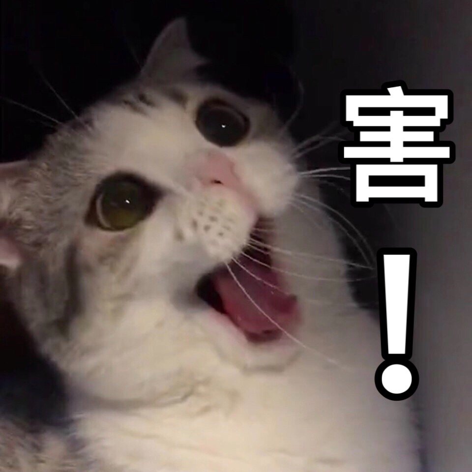 猫咪表情包 可爱