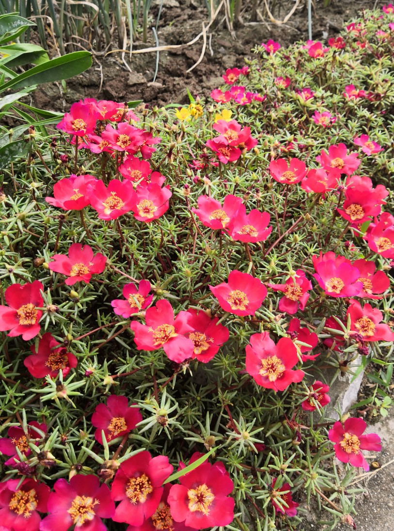 风景花卉
