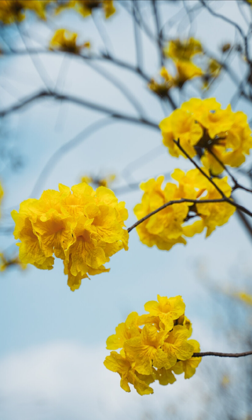 祖国小黄花应该看的图图片