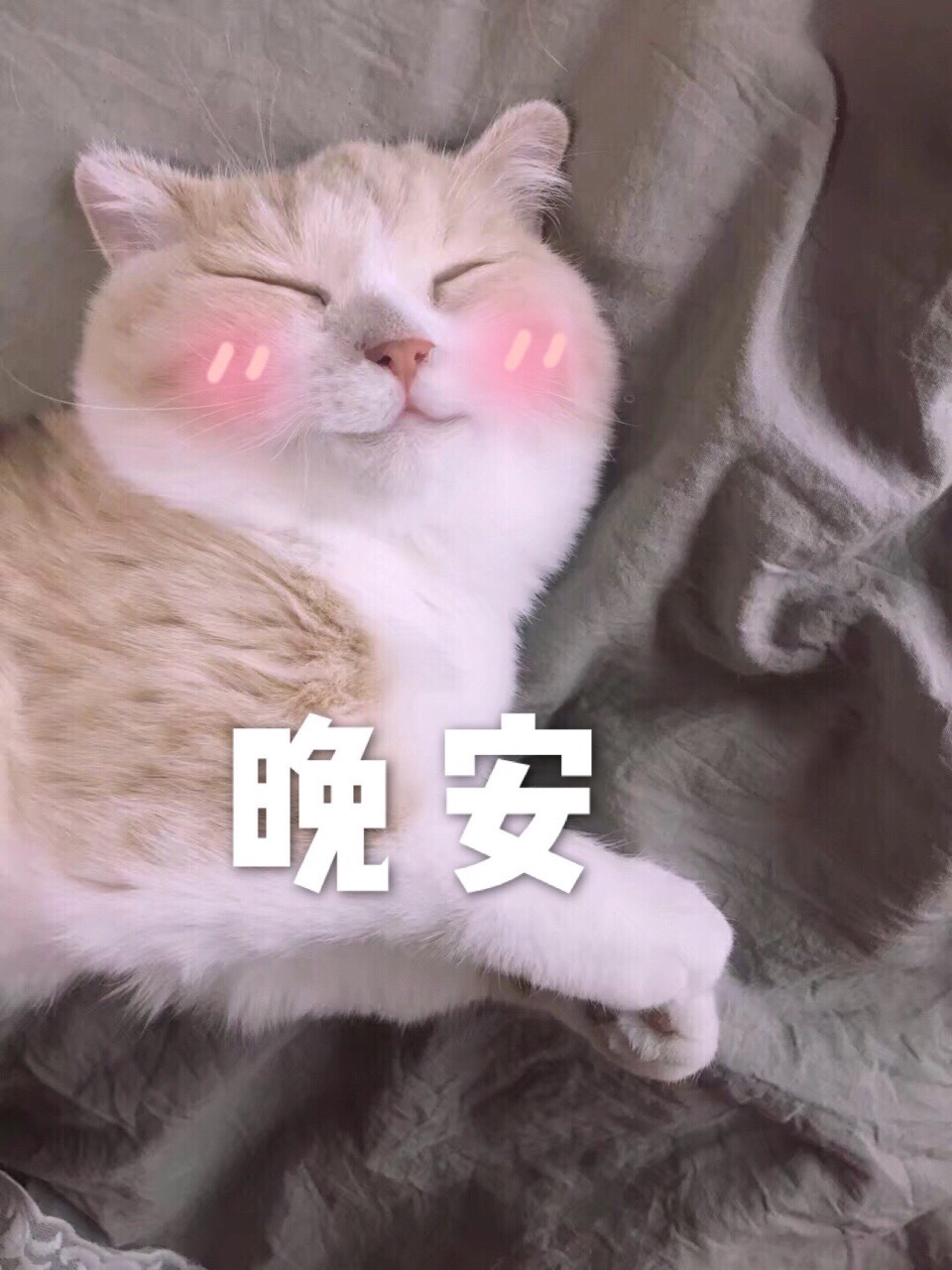 猫咪表情包 可爱