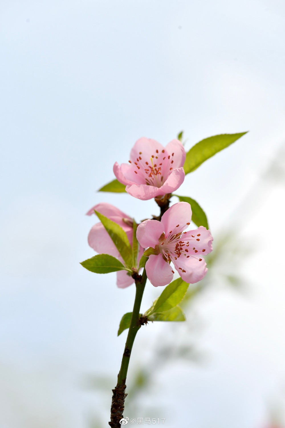 最美手机壁纸 桃花图片