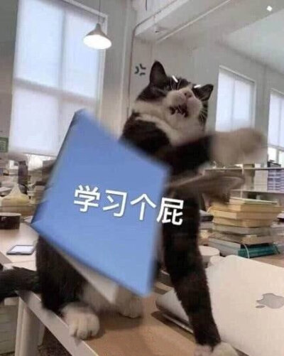 媳妇今日份搞怪沙雕可爱熊猫头表情包/学习表情包/网课表情包源自各处