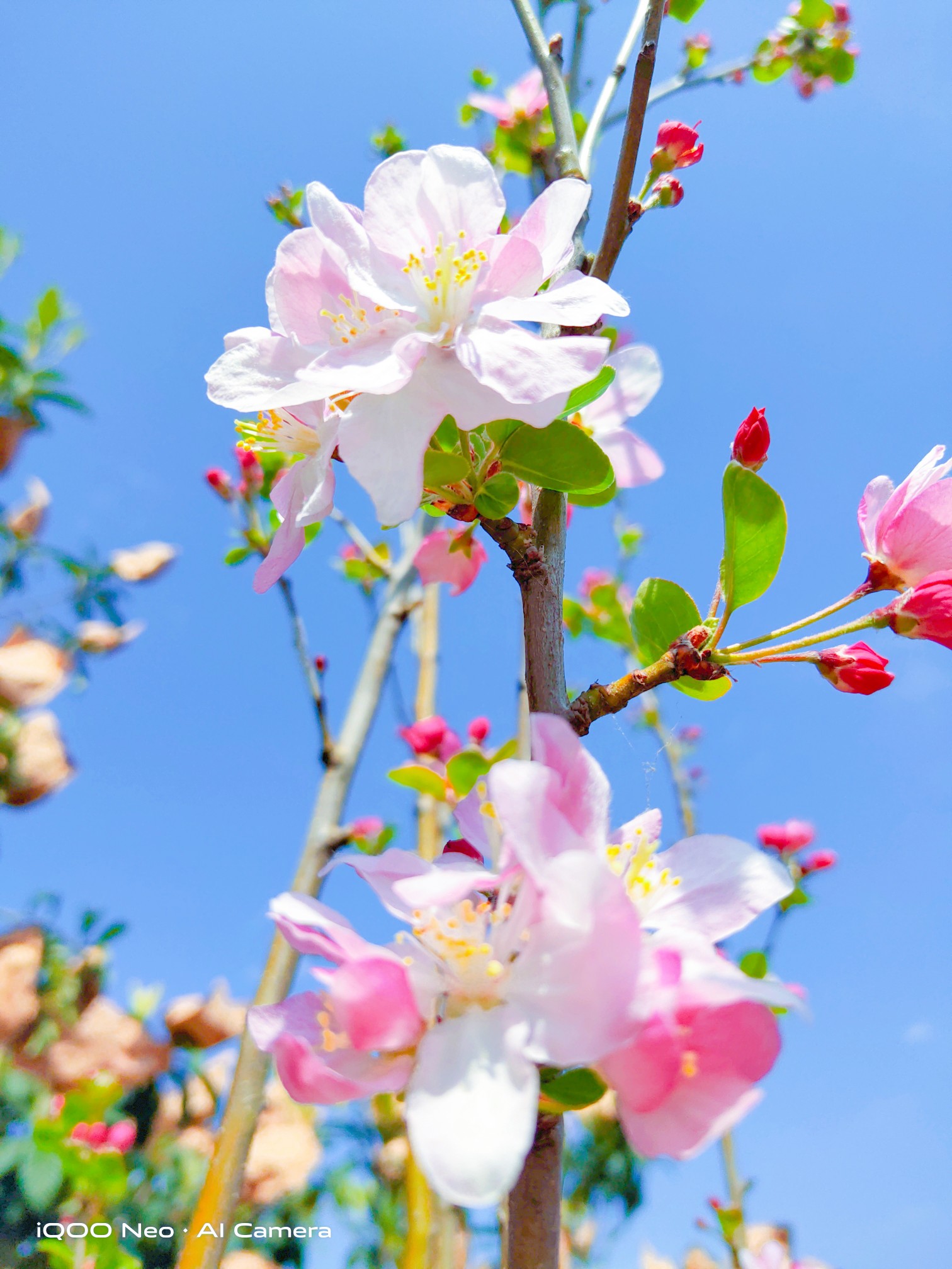 春风微拂,百花开