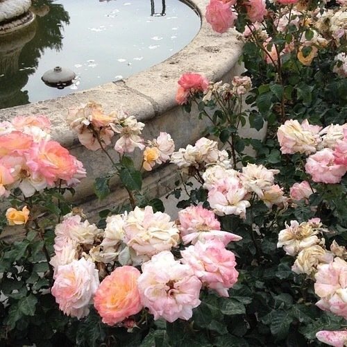 花朵ins风背景 ︴